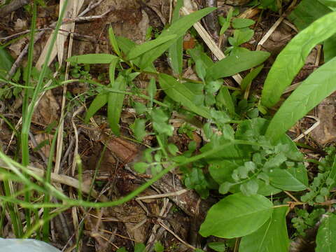 Image of Cardamine dentata Schult.