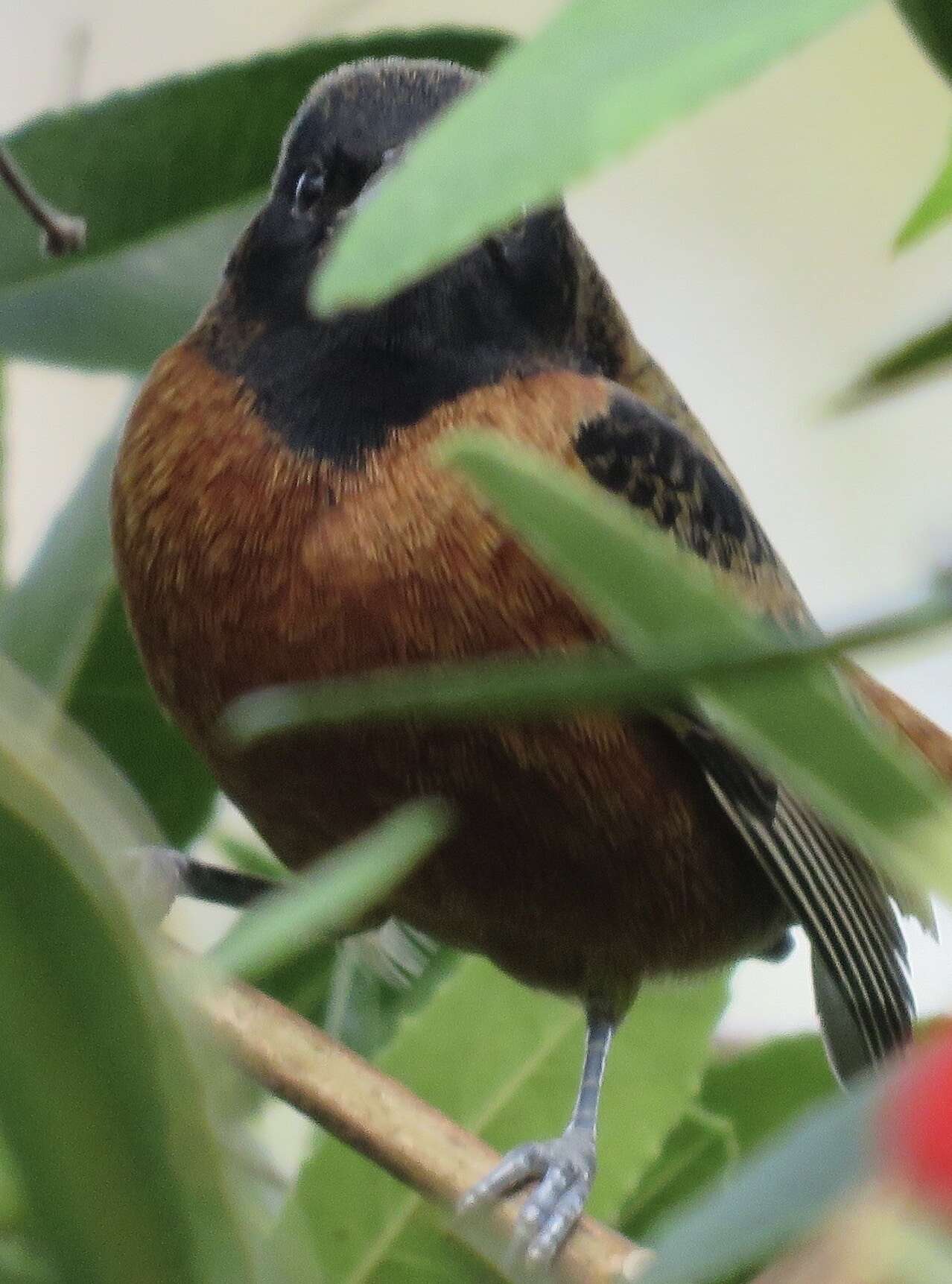 Image of Orchard Oriole