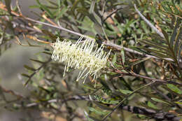 Imagem de Grevillea sessilis C. T. White & Francis