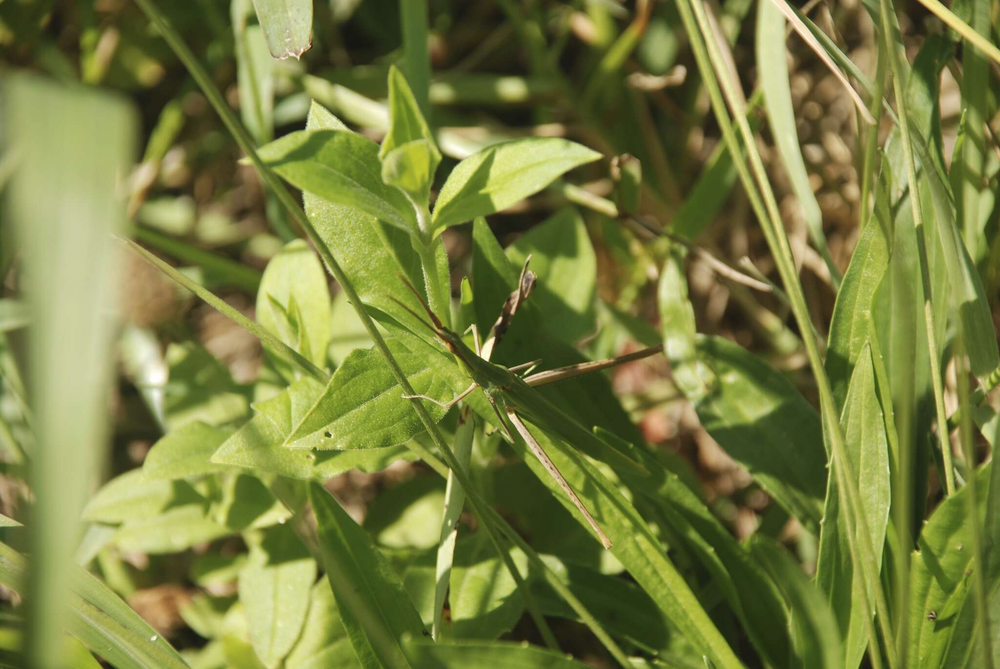 Image of Acrida ungarica mediterranea Dirsh 1949