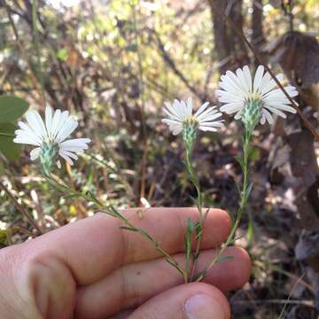 Image of Symphyotrichum moranense (Kunth) G. L. Nesom