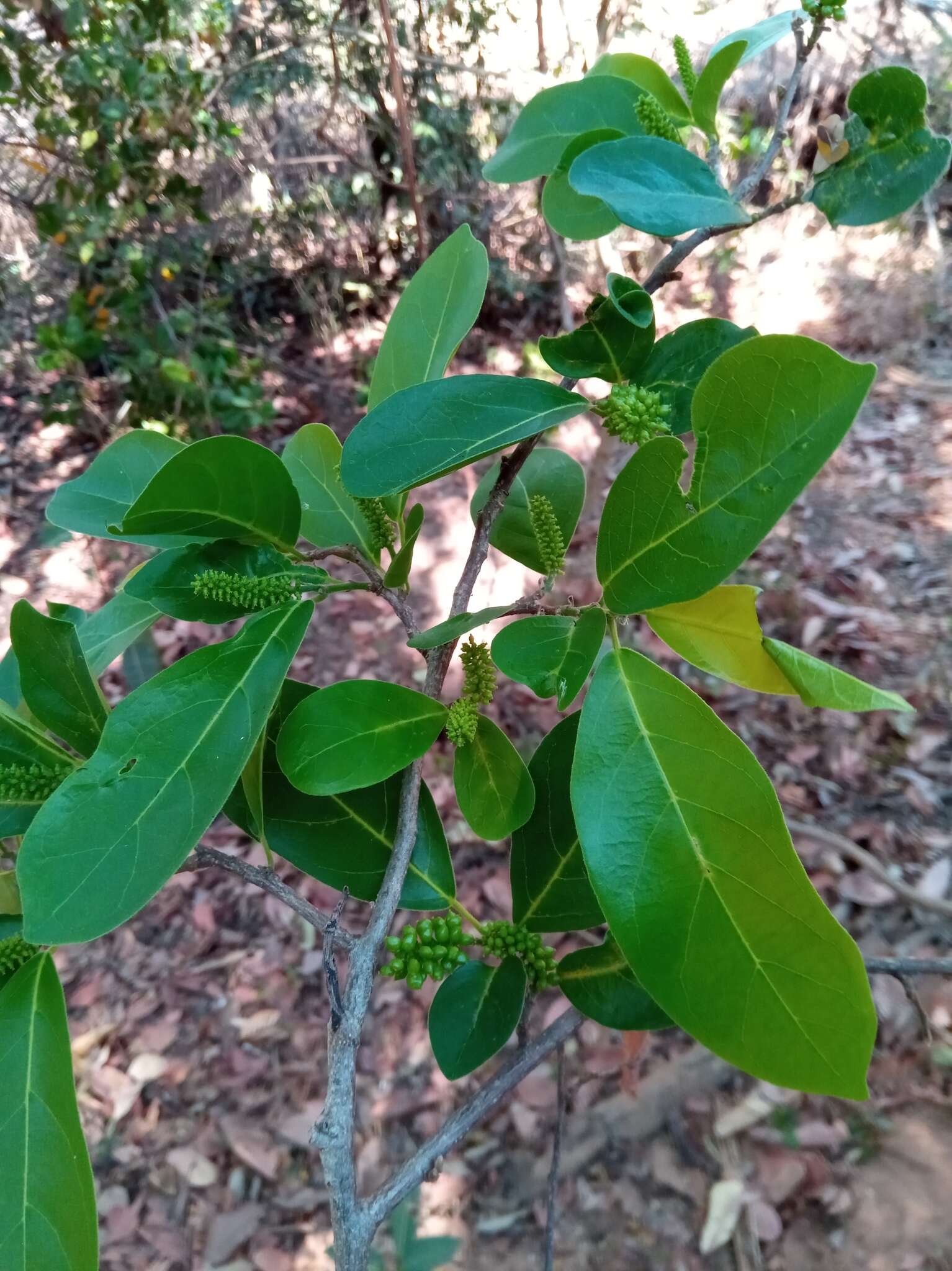 Image of Antidesma madagascariense Lam.