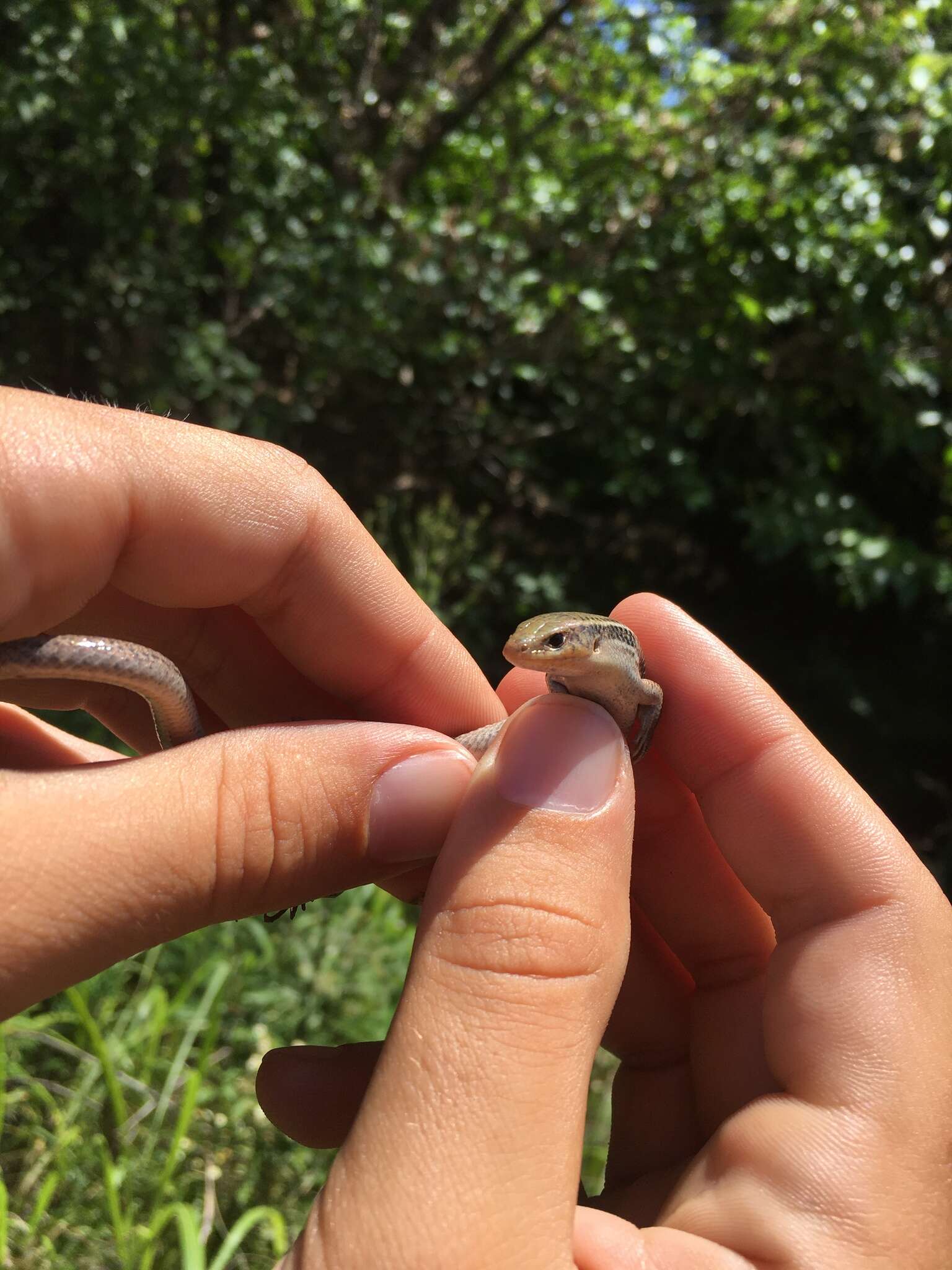 Image of Southern Prairie Skink