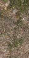 Image of pinyon ricegrass