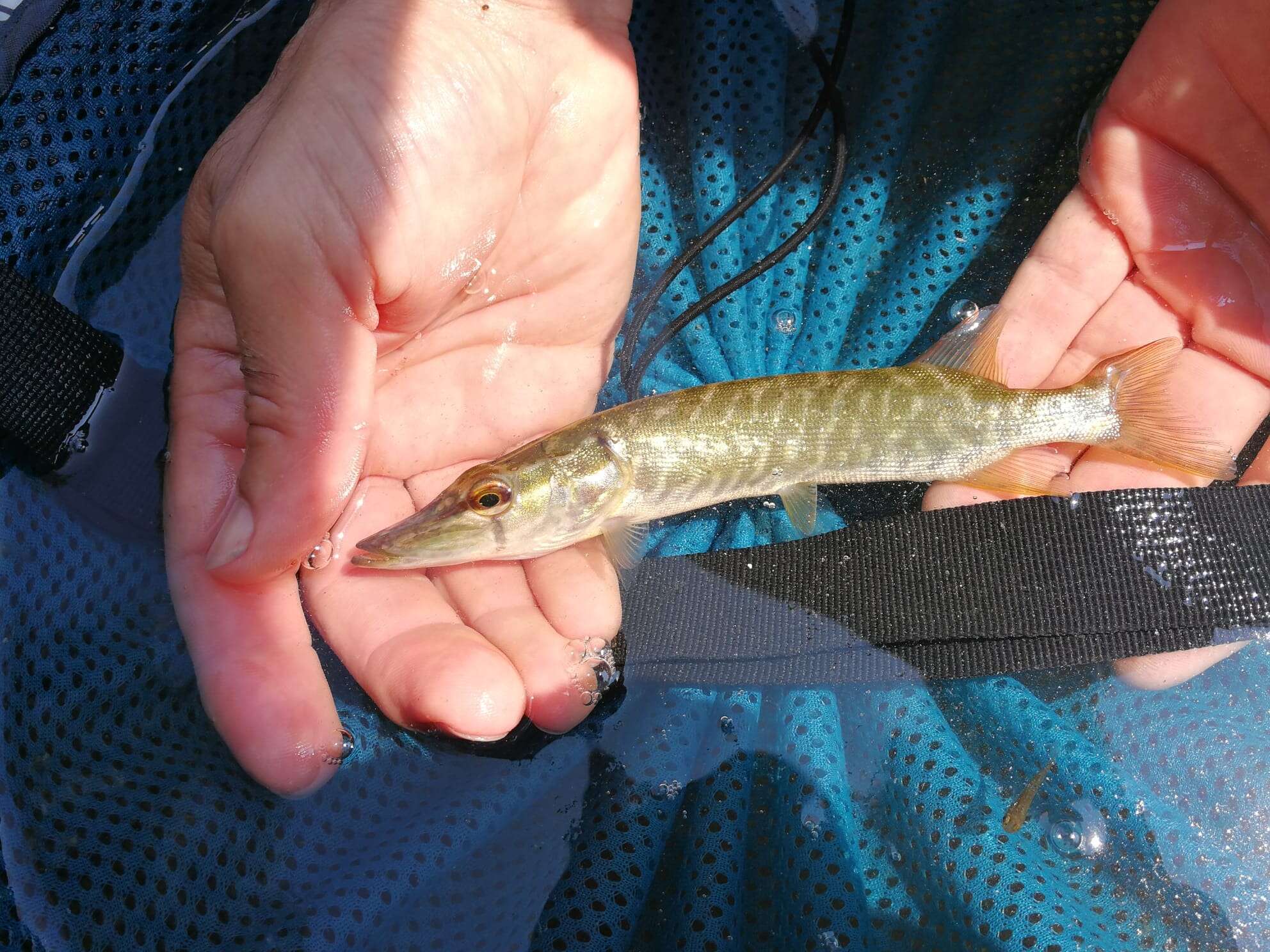 Image of Esox cisalpinus Bianco & Delmastro 2011