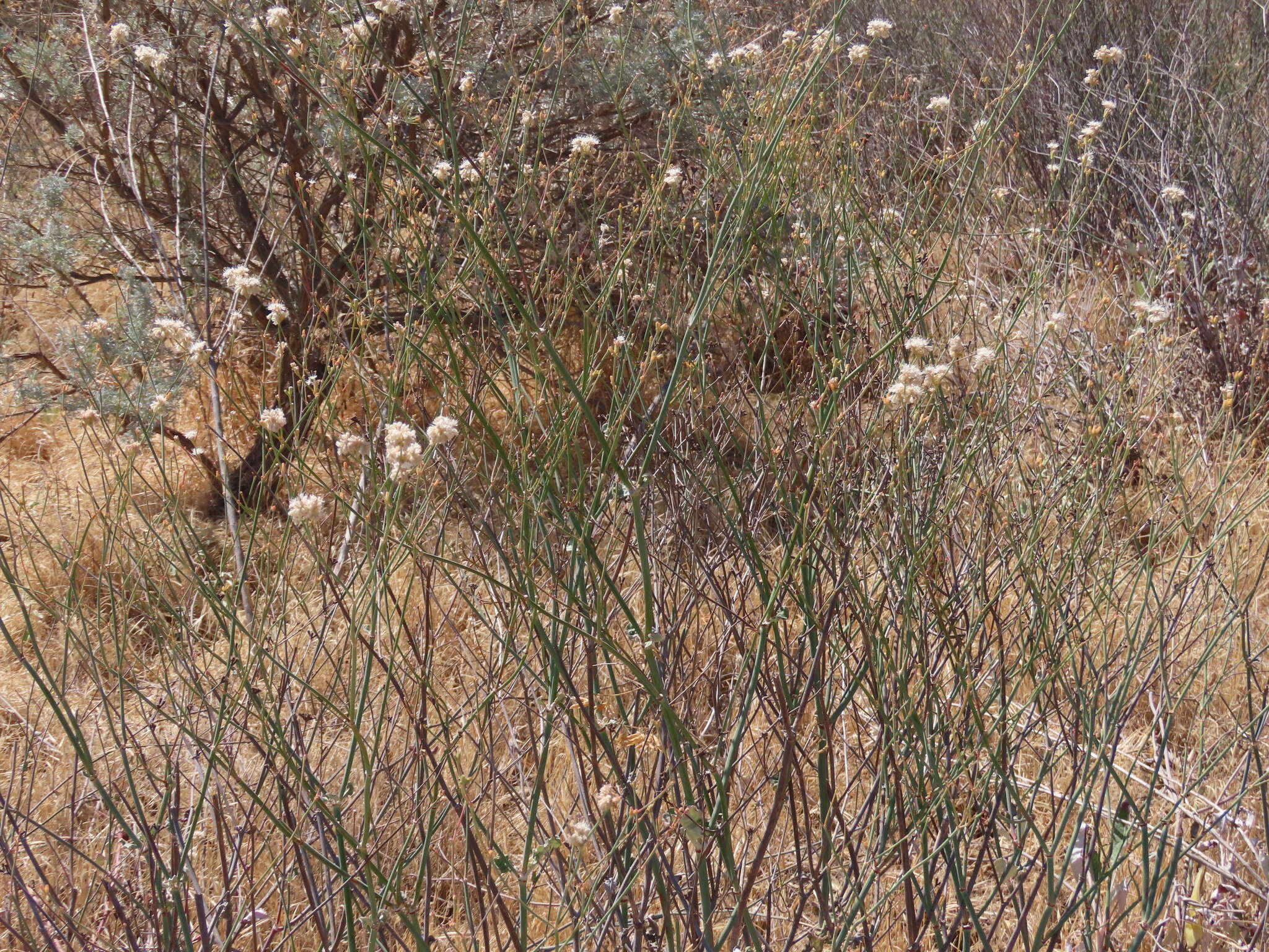 Imagem de Eriogonum nudum var. psychicola Reveal