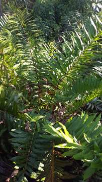 Image of giant leather fern