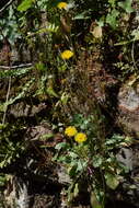 Image of Crepis leontodontoides All.