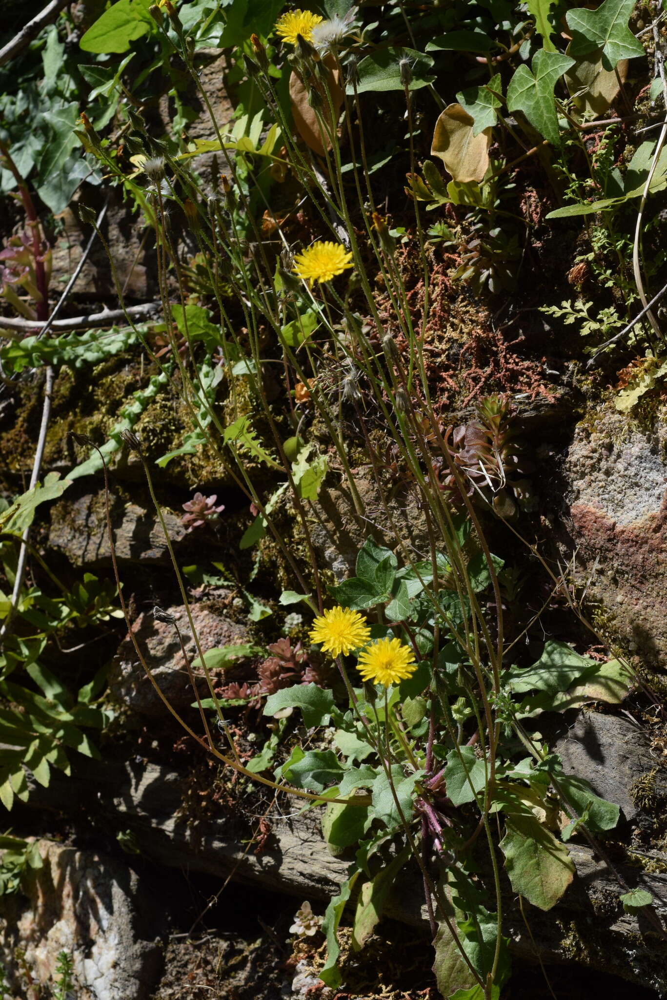 صورة Crepis leontodontoides All.