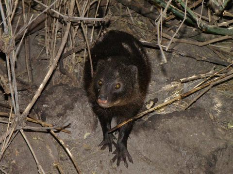 Image of Marsh Mongoose