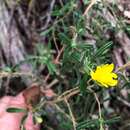 Image of Hibbertia cistoidea (Hook.) C. T. White