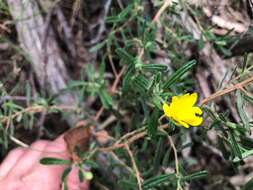 Plancia ëd Hibbertia cistoidea (Hook.) C. T. White