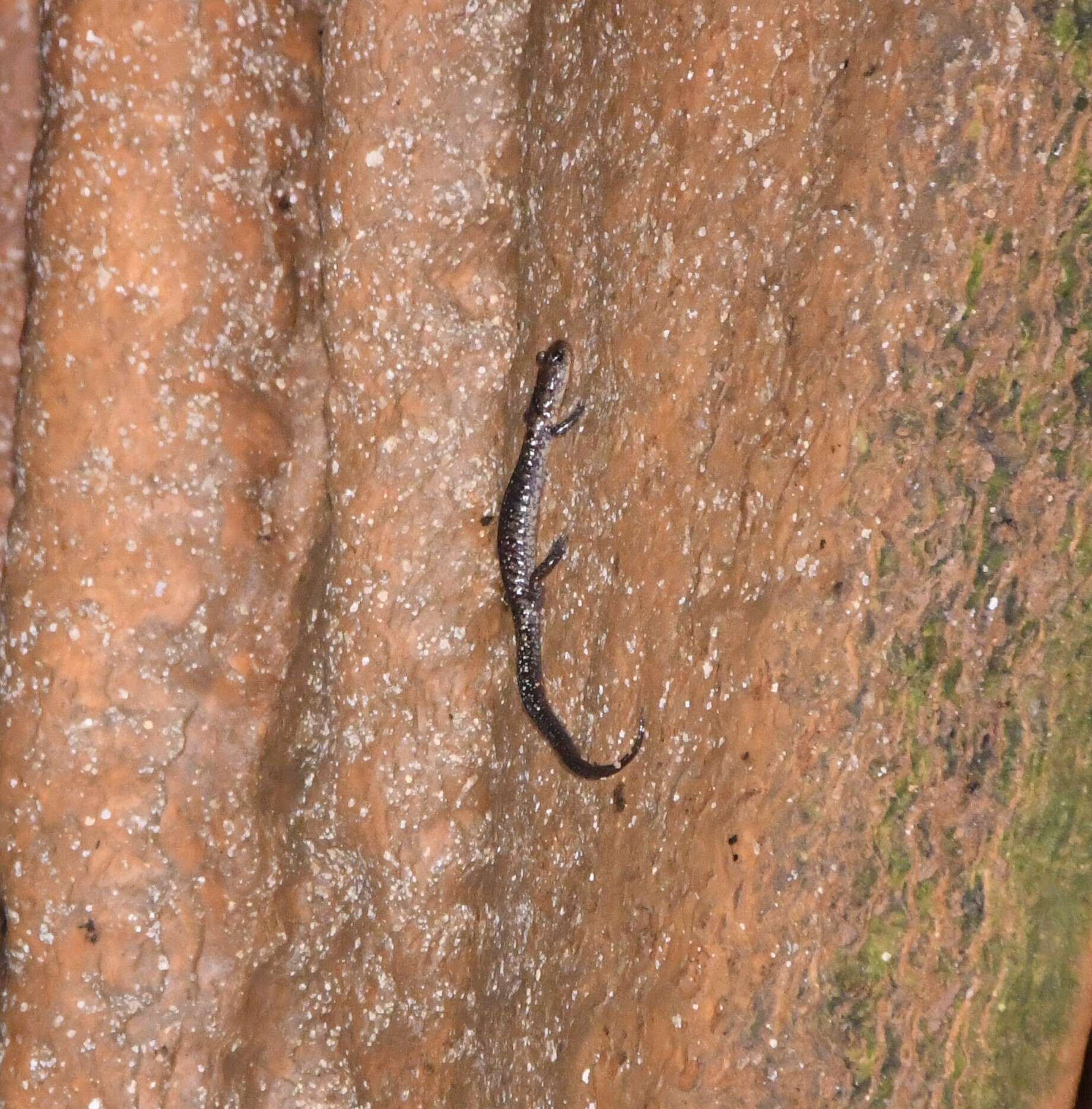 Image of Plethodon dixi Pope & Fowler 1949