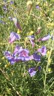 Слика од Penstemon spectabilis Thurb. ex Torr. & Gray