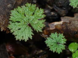 Image of Hydrocotyle dissecta Hook. fil.