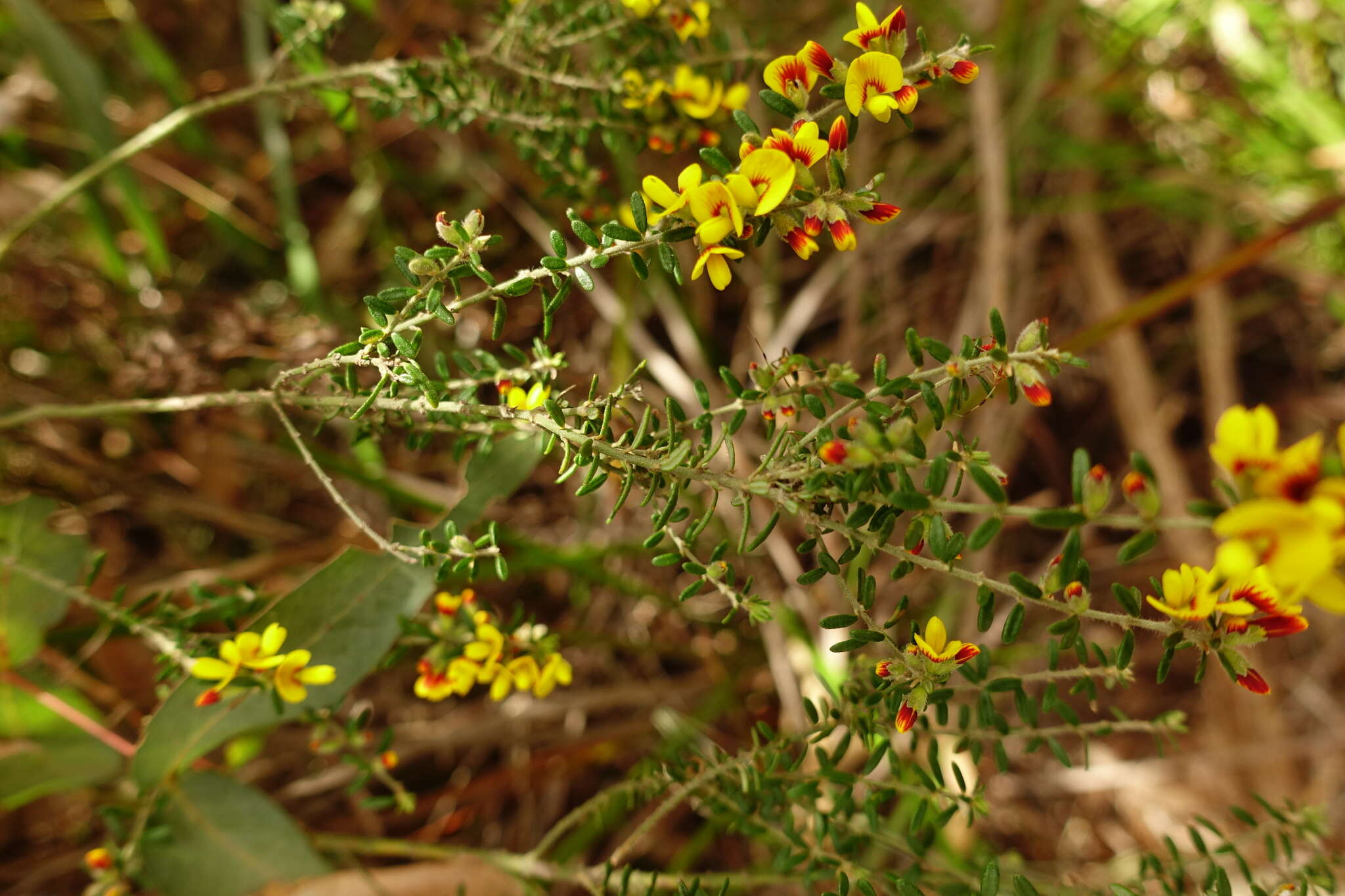 Imagem de Aotus ericoides (Vent.) G. Don