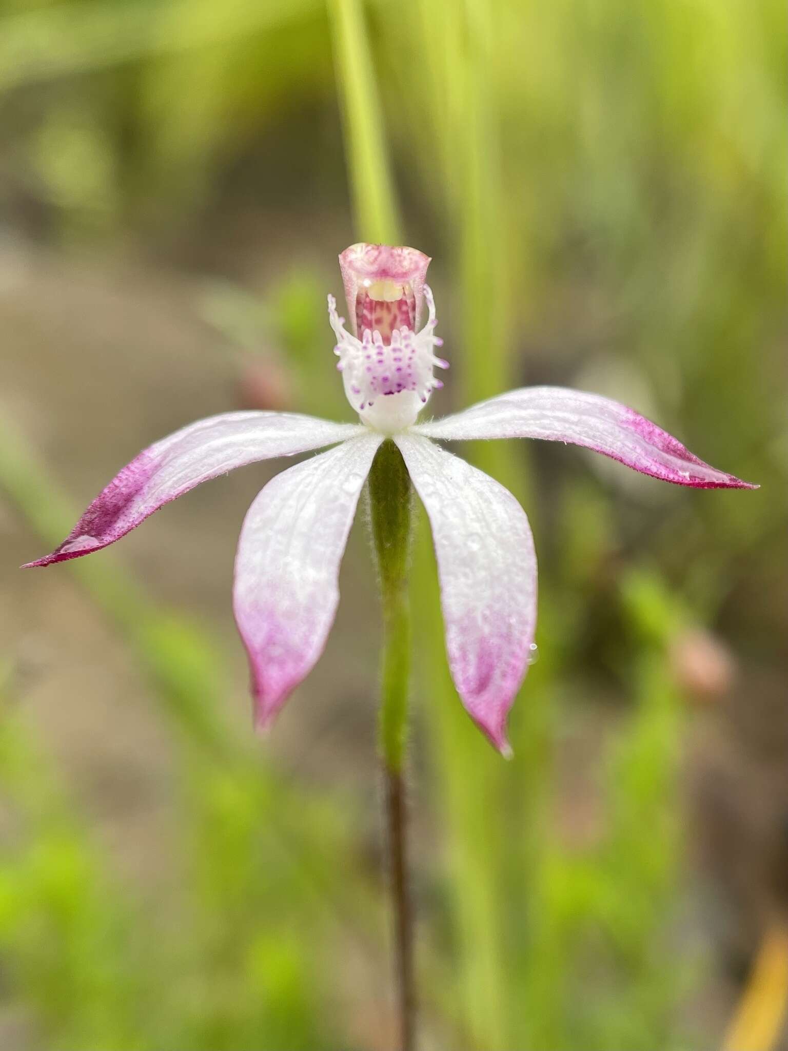 Caladenia clarkiae D. L. Jones resmi