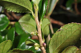 Image de Eurya crenatifolia (Yamamoto) Kobuski