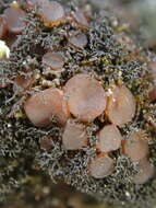 Image of Woollybear lichens