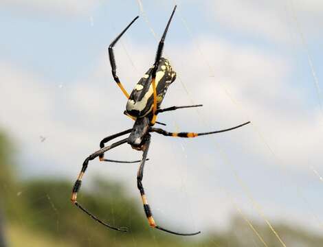 Image of Trichonephila senegalensis (Walckenaer 1841)