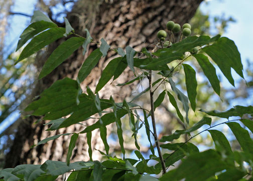 Image of wingleaf soapberry