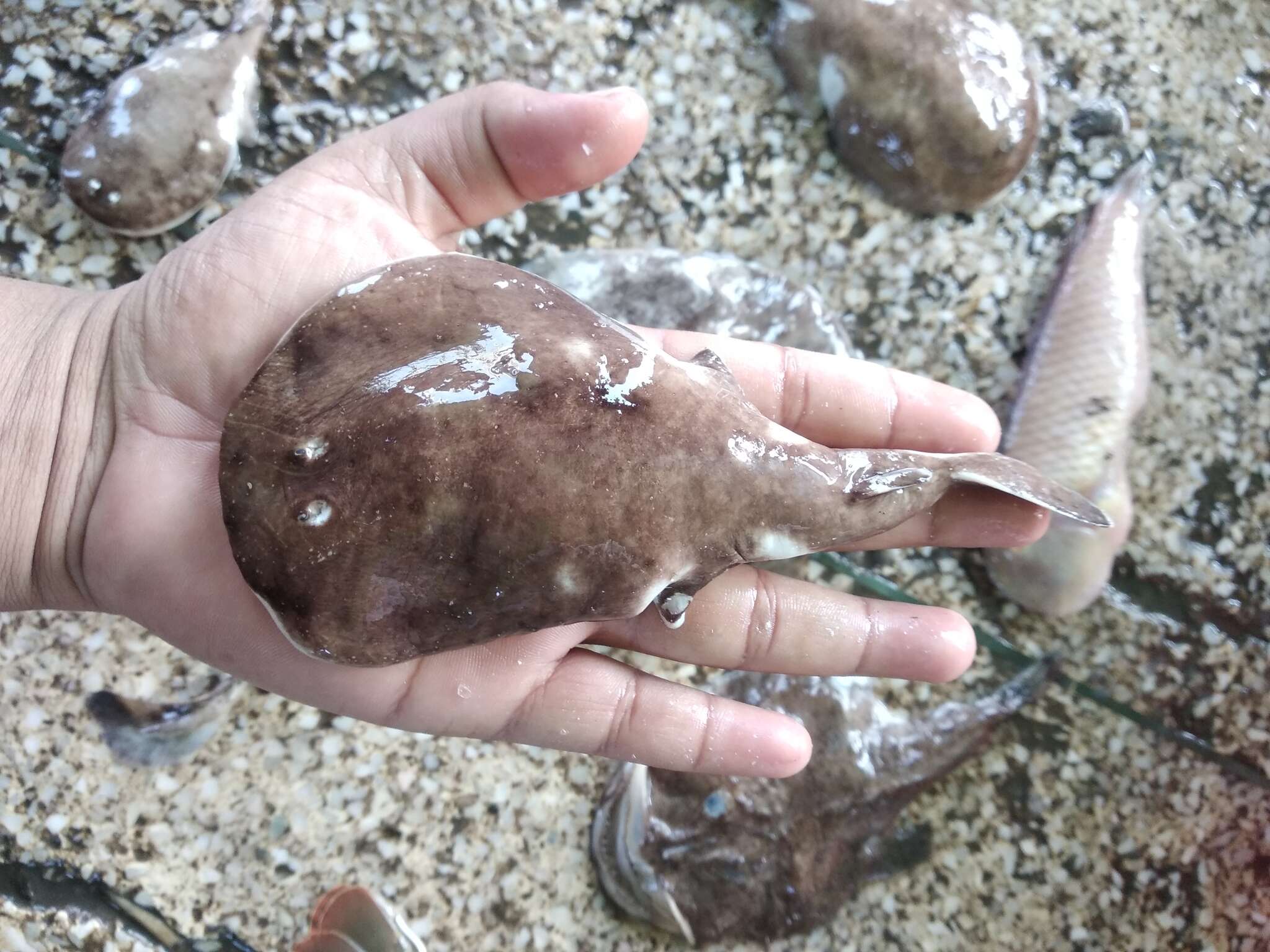 Image of Spottail Sleeper Ray