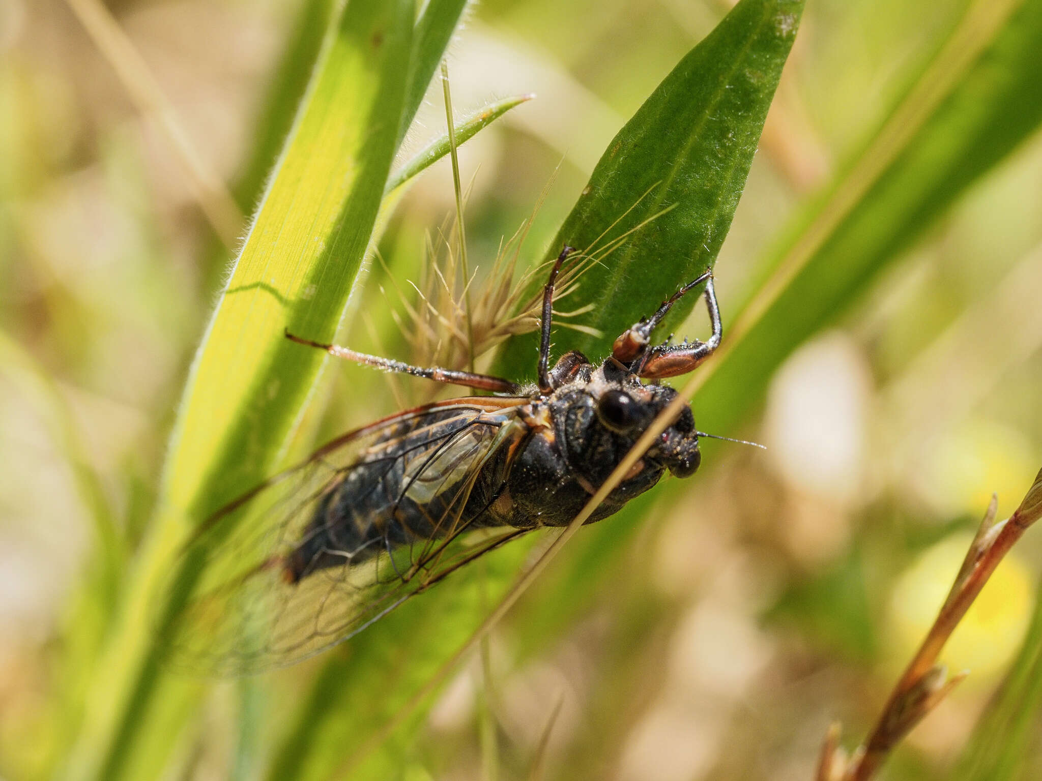 Image of Yoyetta loftyensis Popple & Emery 2020