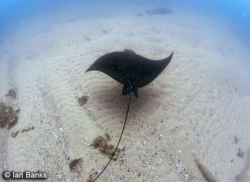 Image of Ocellated Eagle Ray