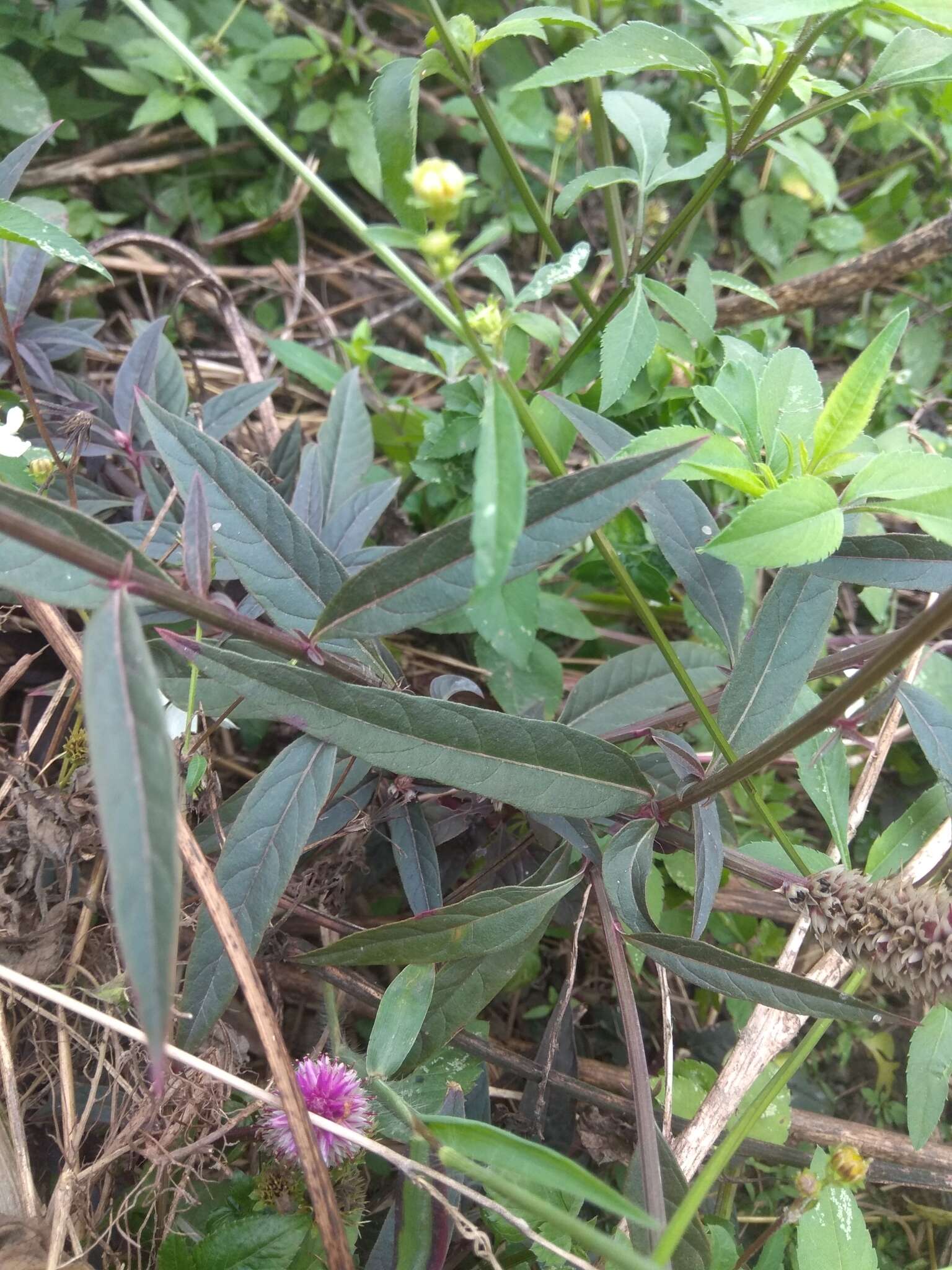 Imagem de Celosia argentea L.