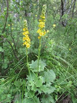 Image of Ligularia sibirica (L.) Cass.