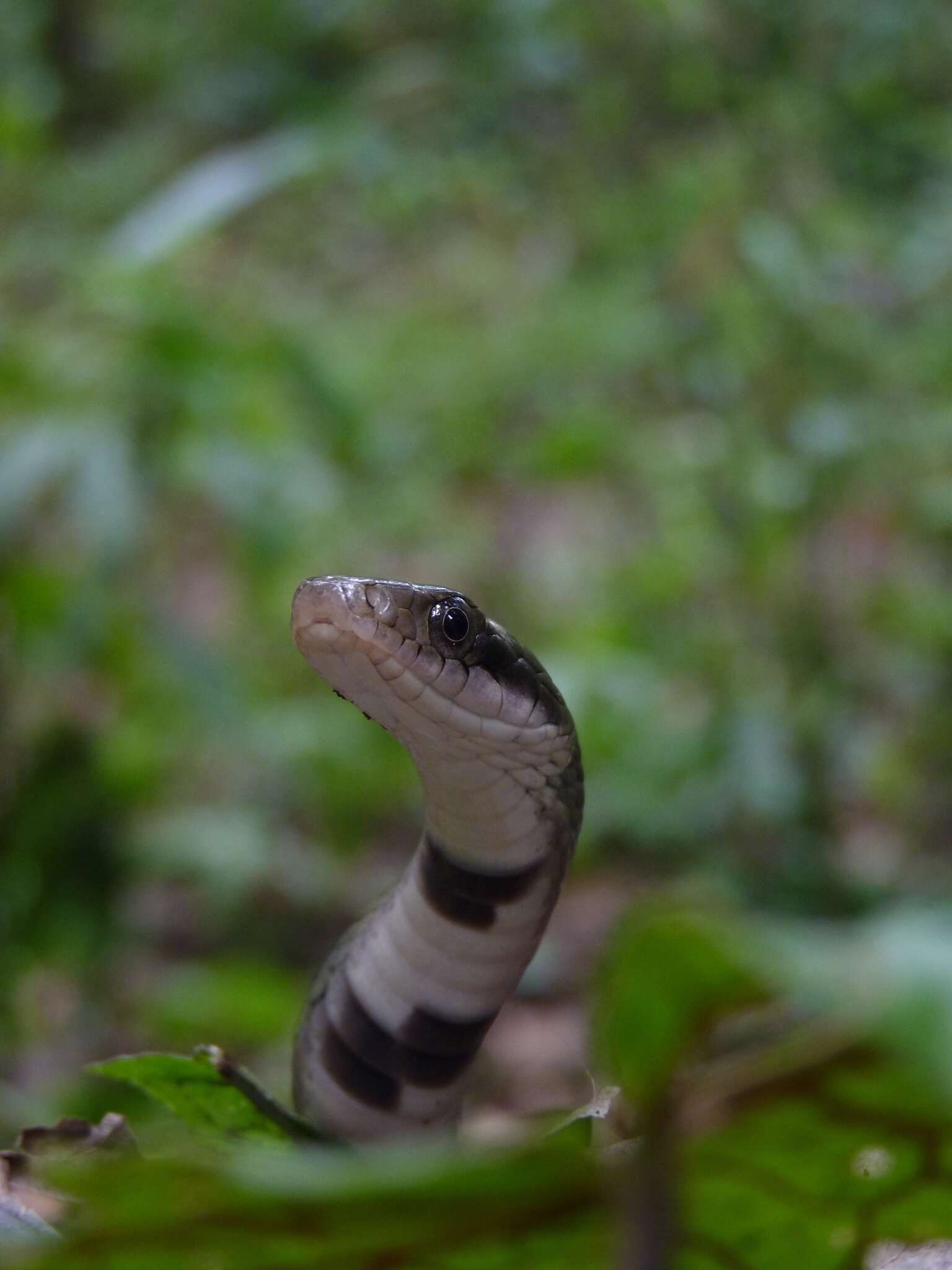 Image of Big-eyed mountain keelback