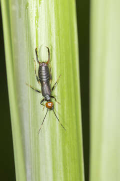 Image of Anechura crinitata (Shiraki 1905)