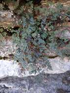 Image of powdery false cloak fern