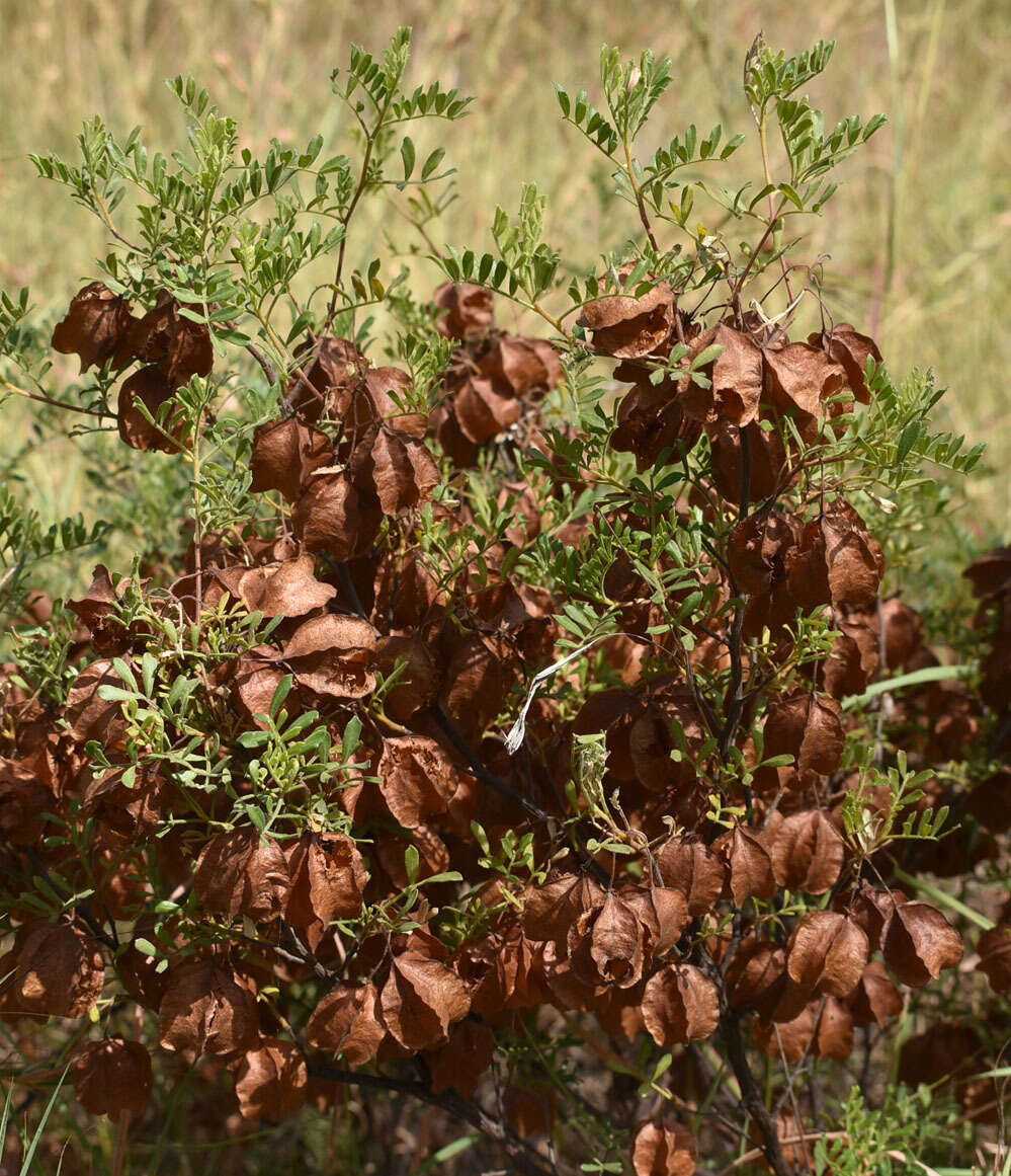 Image de Dodonaea physocarpa F. Müll.