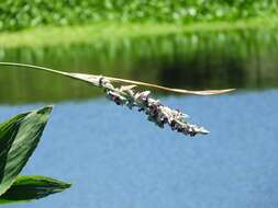 Thalia multiflora Horkel ex Körn.的圖片