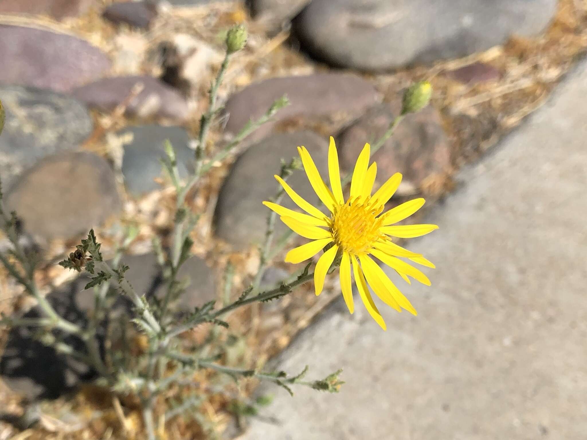 Sivun Xanthisma spinulosum (Pursh) D. R. Morgan & R. L. Hartman kuva