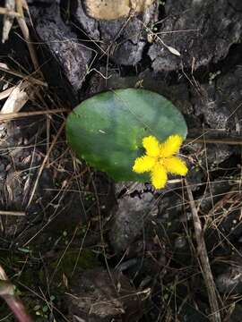 Image of Nymphoides fallax Ornduff