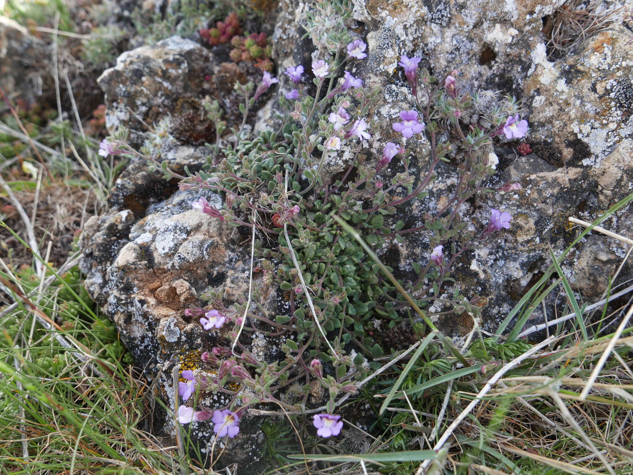 Image of Chaenorhinum origanifolium (L.) Fourr.