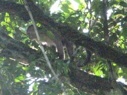 Image of Maranon white fronted capuchin