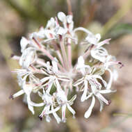 Image of Pelargonium auritum subsp. carneum (Harv.) J. J. A. V. D. Walt