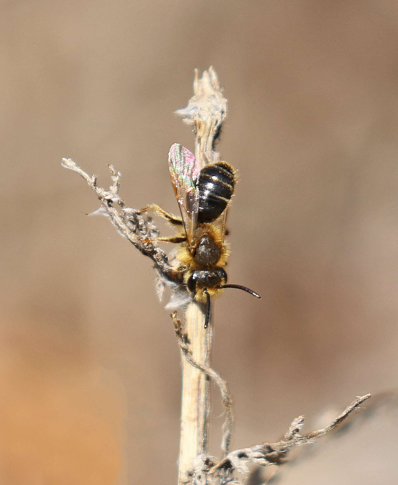 Image of Miserable Andrena