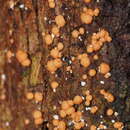 Image of Trichoderma nothescens Samuels & Jaklitsch 2013