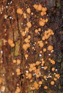 Sivun Trichoderma nothescens Samuels & Jaklitsch 2013 kuva