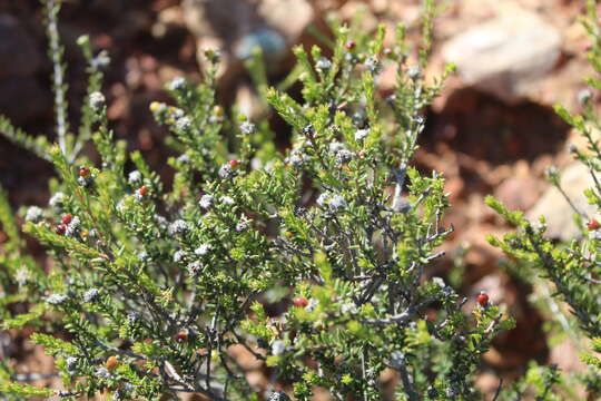 Image of Phylica rogersii Pillans