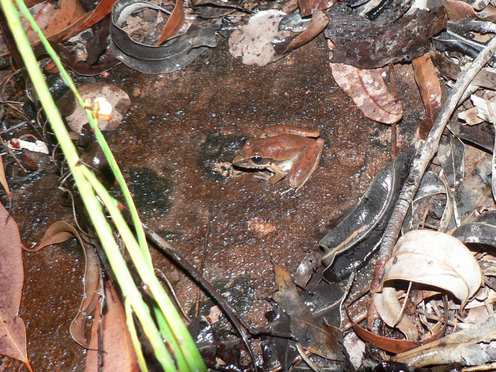 Image of Tornier’s Frog