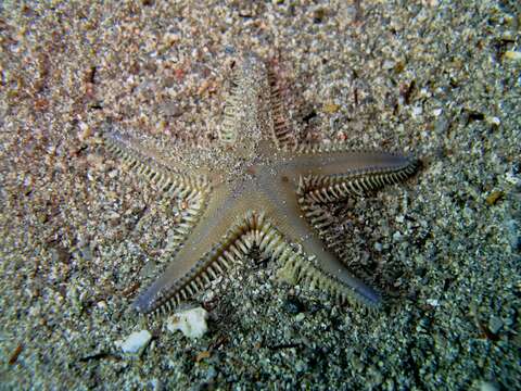 Image of Astropecten platyacanthus (Philippi 1837)