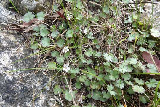 Image of Geranium socolateum