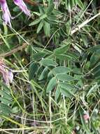 Image of Hedysarum hedysaroides subsp. arcticum (B. Fedtsch.) P. W. Ball