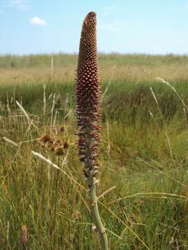 Image de Kniphofia typhoides Codd