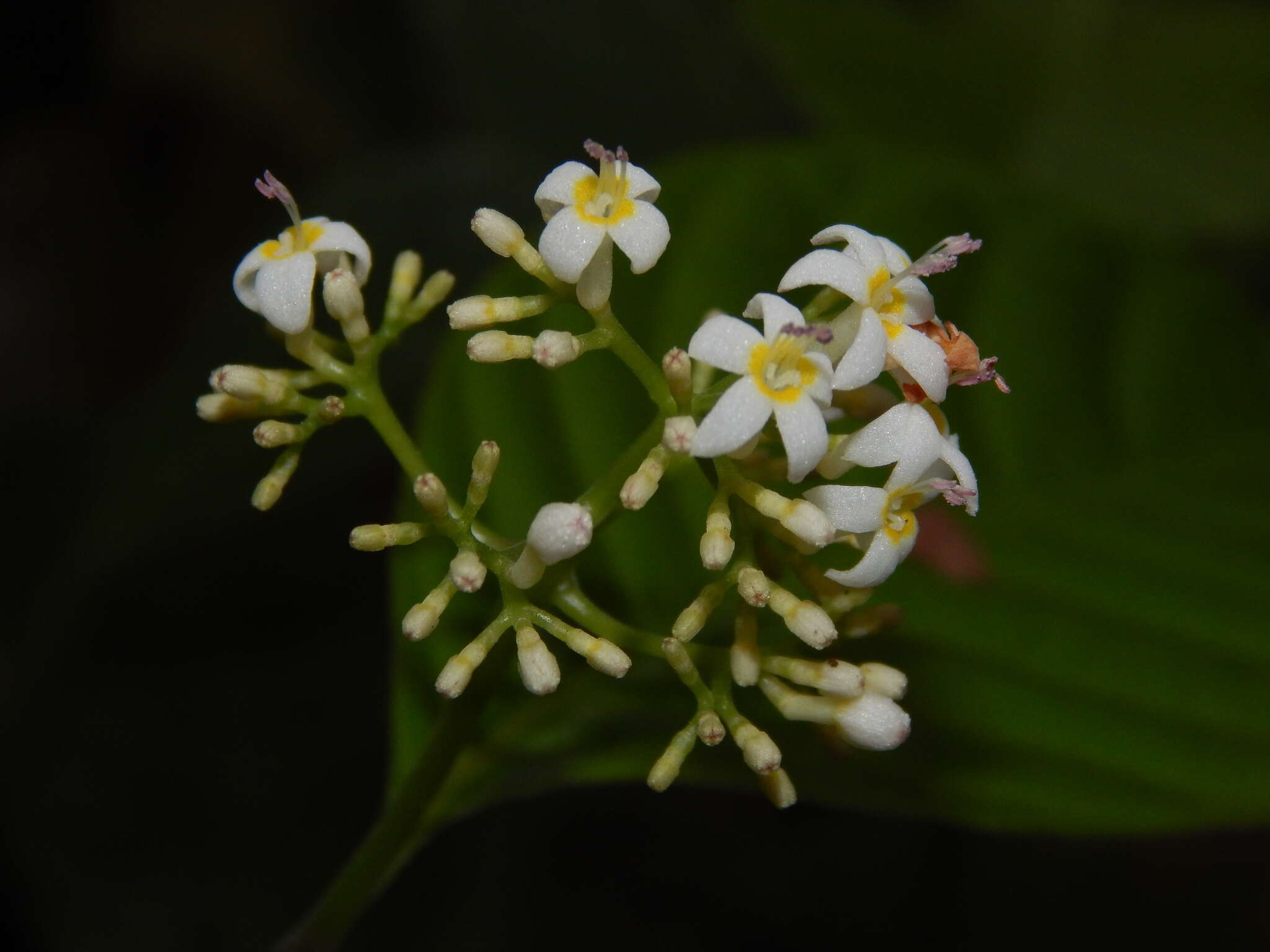 Palicourea acuminata (Benth.) Borhidi resmi